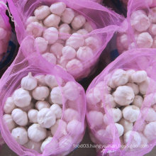 New Crop Fresh White Garlic at Wholesale Price